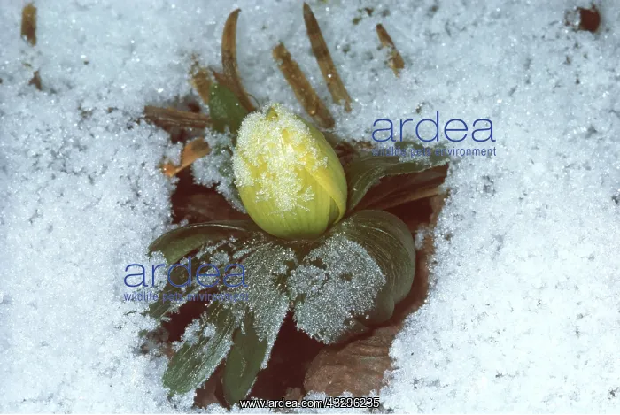 : WINTER ACONITE - in snow : WINTER ACONITE - in snow