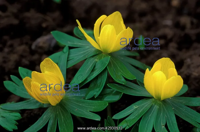 : Winter Aconite - winter / spring flowering perennial : Winter Aconite - winter / spring flowering perennial