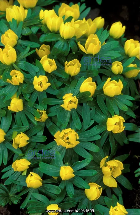 : Winter Aconite - winter / spring flowering perennial : Winter Aconite - winter / spring flowering perennial