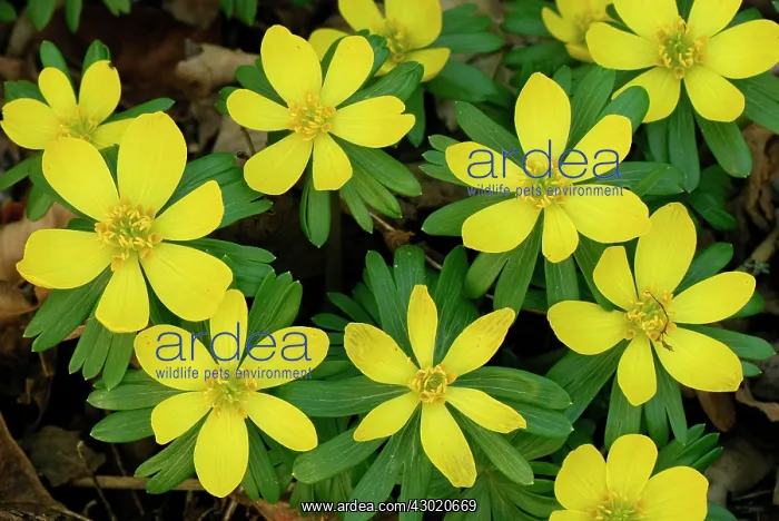 : Winter Aconite Winterling : Winter Aconite Winterling
