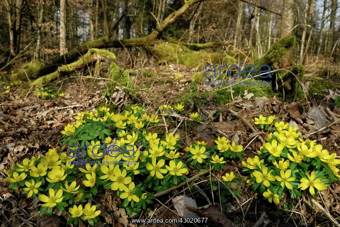 : Winter Aconite Winterling : Winter Aconite Winterling