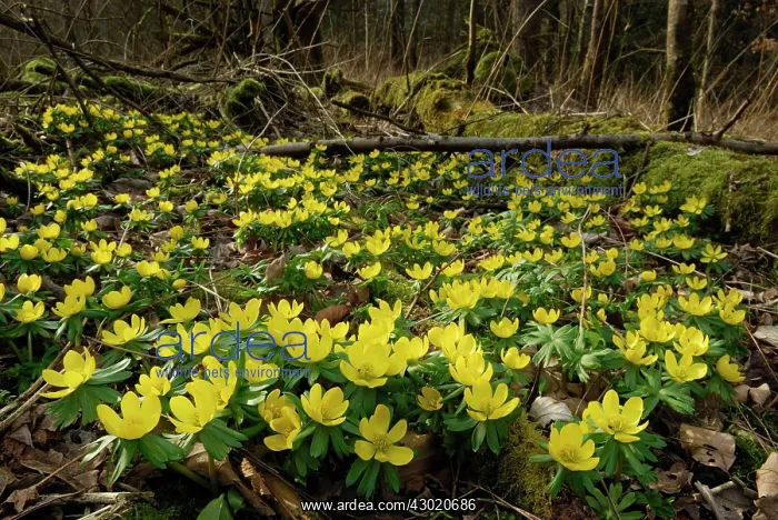 : Winter Aconite Winterling : Winter Aconite Winterling