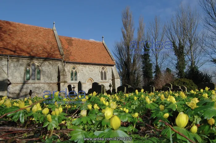 : Winter Aconites : Winter Aconites