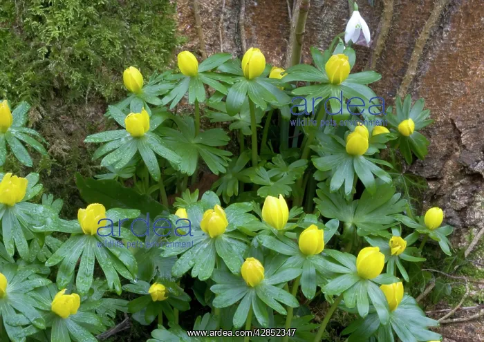: Winter aconites in light woodland, with snowdrops : Winter aconites in light woodland, with snowdrops