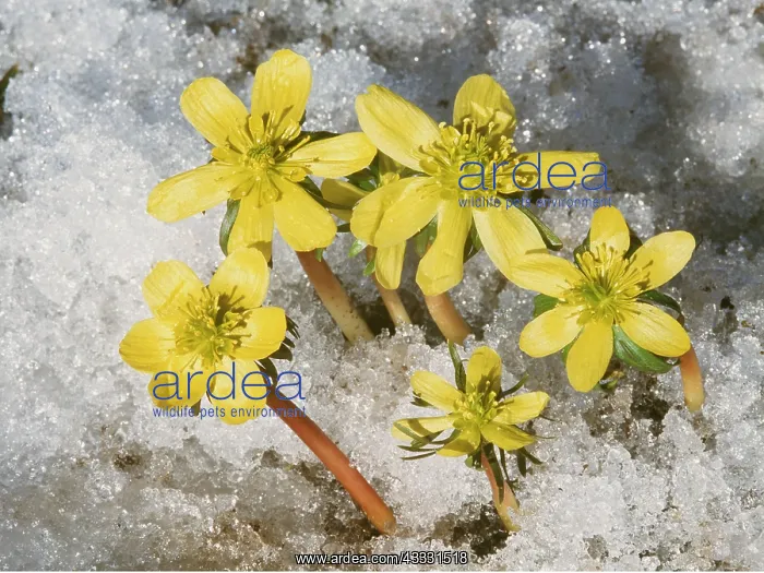 : WINTER ACONITES - in snow : WINTER ACONITES - in snow