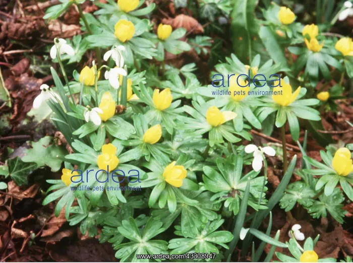 : WINTER ACONITES & Snowdrops - Early Spring flowering : WINTER ACONITES & Snowdrops - Early Spring flowering