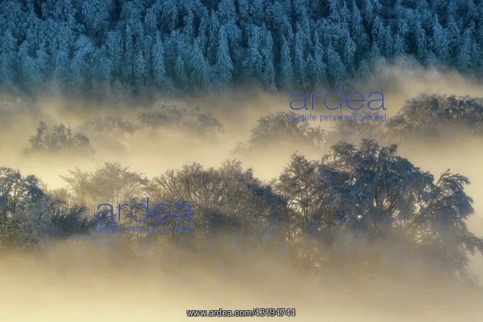 : Winter atmosphere in the Jura mountains, Massif : Winter atmosphere in the Jura mountains, Massif