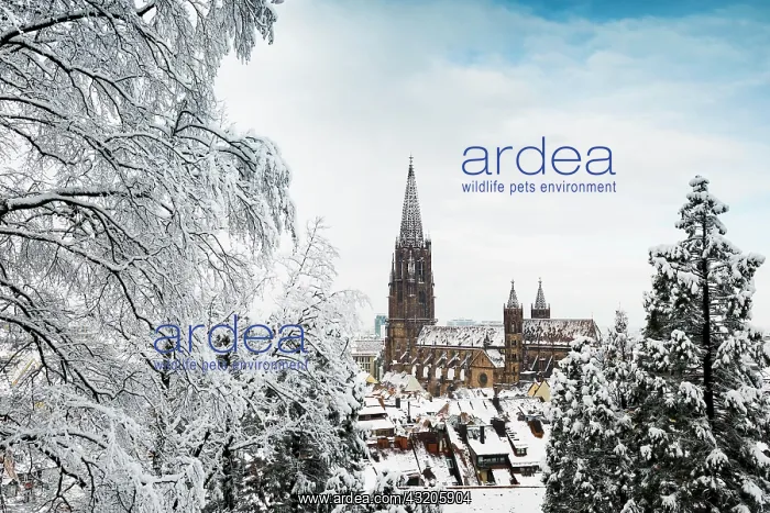 : Winter atmosphere with snow, Freiburg Cathedral : Winter atmosphere with snow, Freiburg Cathedral