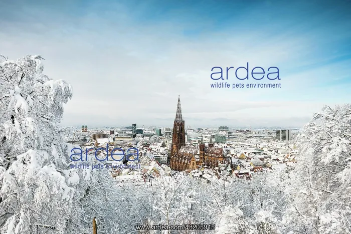 : Winter atmosphere with snow, Freiburg Cathedral : Winter atmosphere with snow, Freiburg Cathedral