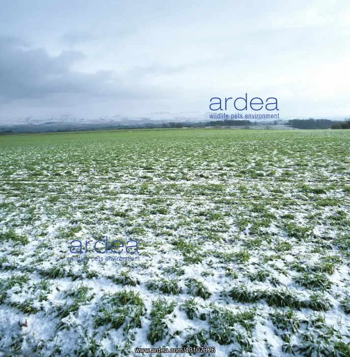 : Winter barley crop : Winter barley crop