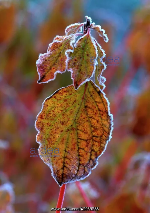 : Winter Beauty - Rimmed frost on Common Dogwood : Winter Beauty - Rimmed frost on Common Dogwood
