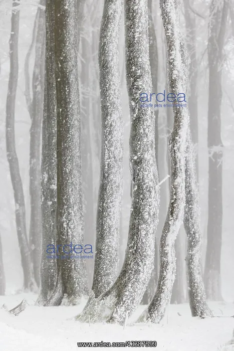 : Winter beech forest with hoarfrost on the trees a : Winter beech forest with hoarfrost on the trees a