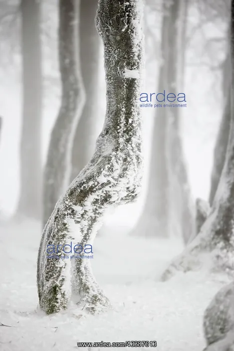 : Winter beech forest with hoarfrost on the trees a : Winter beech forest with hoarfrost on the trees a