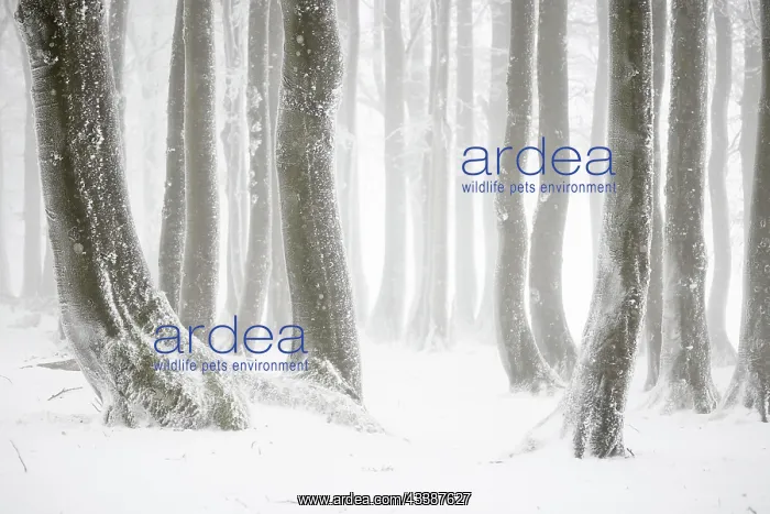 : Winter beech forest with hoarfrost on the trees a : Winter beech forest with hoarfrost on the trees a