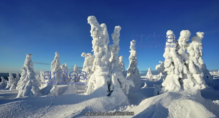 : Winter on the Brocken, snow-covered pines, snow : Winter on the Brocken, snow-covered pines, snow