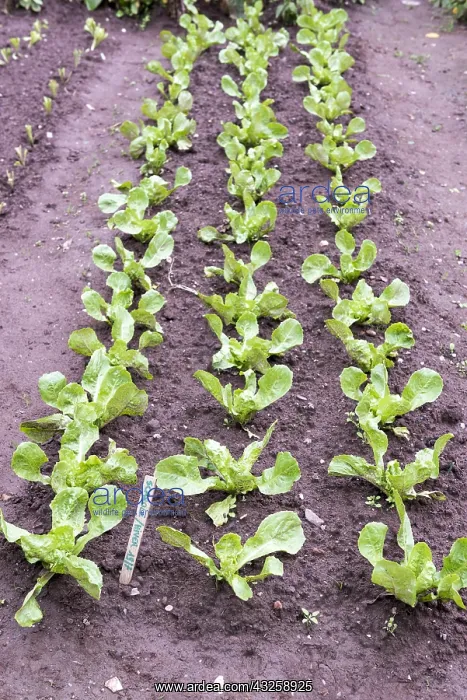 : Winter chicory scarole salad in a vegetable garden : Winter chicory scarole salad in a vegetable garden