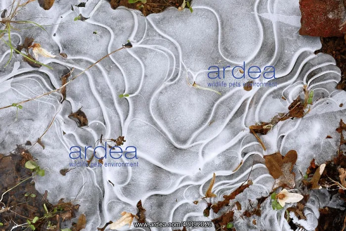 : Winter flood 2024 on the rivers Elbe and Mulde with : Winter flood 2024 on the rivers Elbe and Mulde with