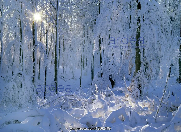 : Winter forest - deeply snow covered trees and branches : Winter forest - deeply snow covered trees and branches