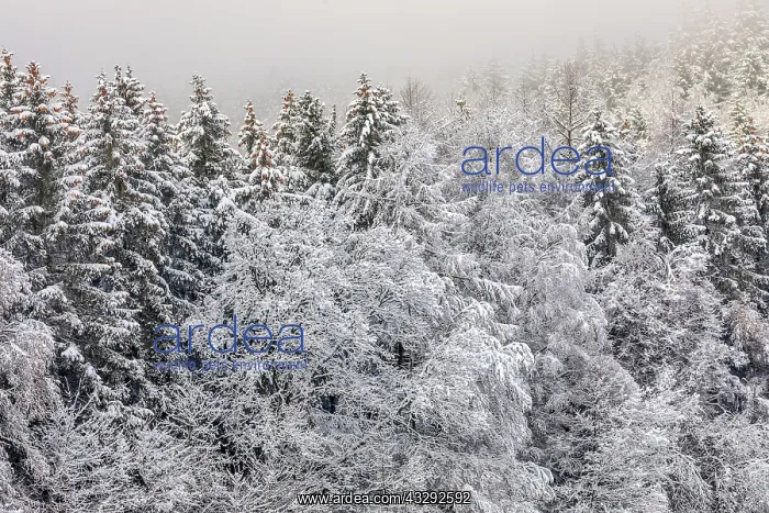  : winter forest - edge of forest with thick by snow covered de