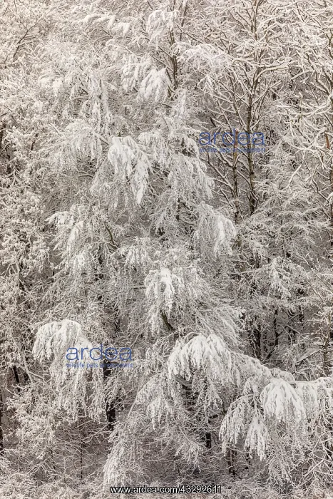 : winter forest - edge of forest with thick by snow covered de : winter forest - edge of forest with thick by snow covered de