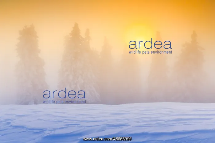 : Winter forest in fog, Switzerland, Europe : Winter forest in fog, Switzerland, Europe