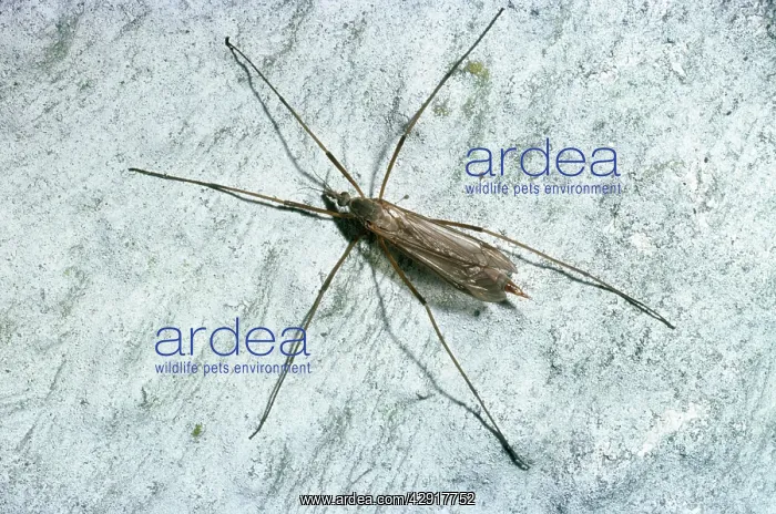  : WINTER GNAT