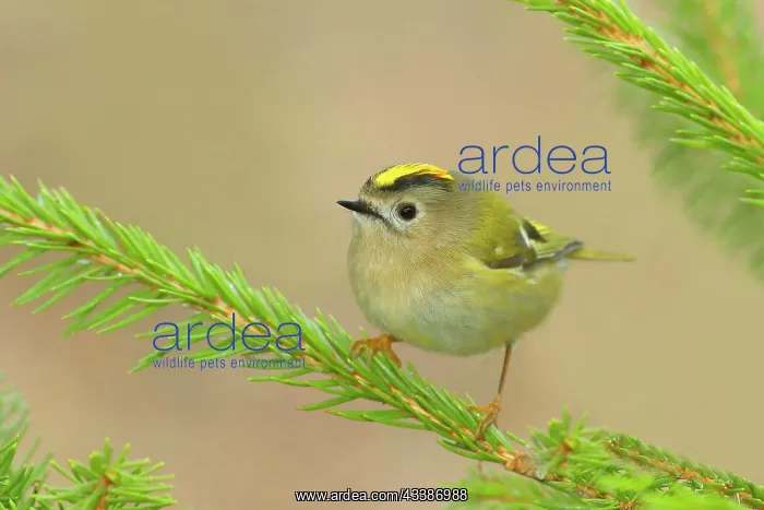 : Winter Goldcrest (Regulus regulus), Goldcrest, sitting : Winter Goldcrest (Regulus regulus), Goldcrest, sitting