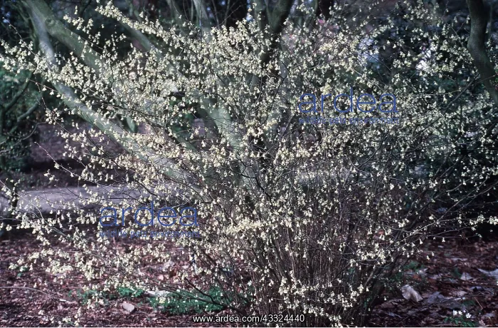 : Winter HAZEL : Winter HAZEL