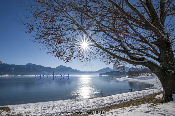 : Winter idyll on Lake Forggensee in the Allgau : Winter idyll on Lake Forggensee in the Allgau