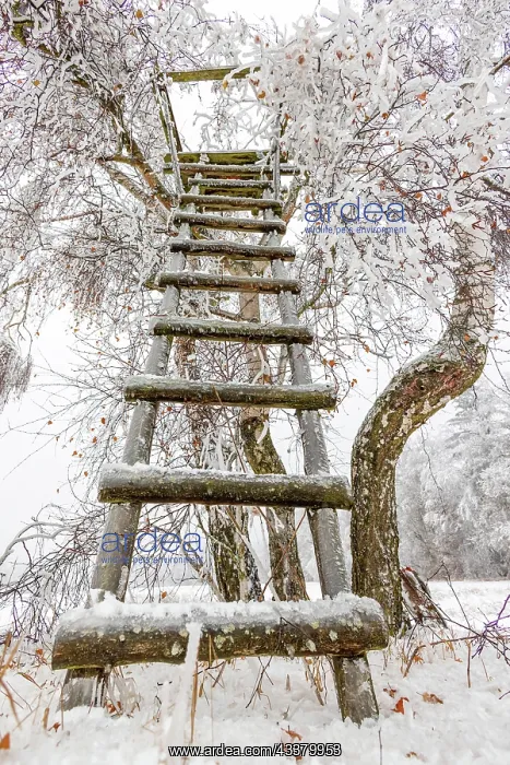 : Winter impressions from the Harz Mountains : Winter impressions from the Harz Mountains