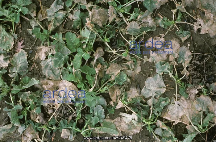 : Winter kill of young oilseed rape : Winter kill of young oilseed rape