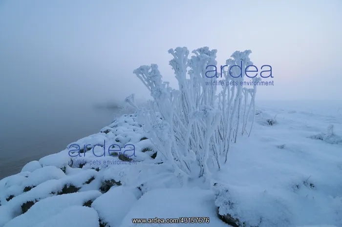 : Winter Landscape with the bank of the IJssel River and its s : Winter Landscape with the bank of the IJssel River and its s