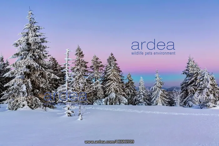 : Winter landscape in the Black Forest, sunset, Black : Winter landscape in the Black Forest, sunset, Black