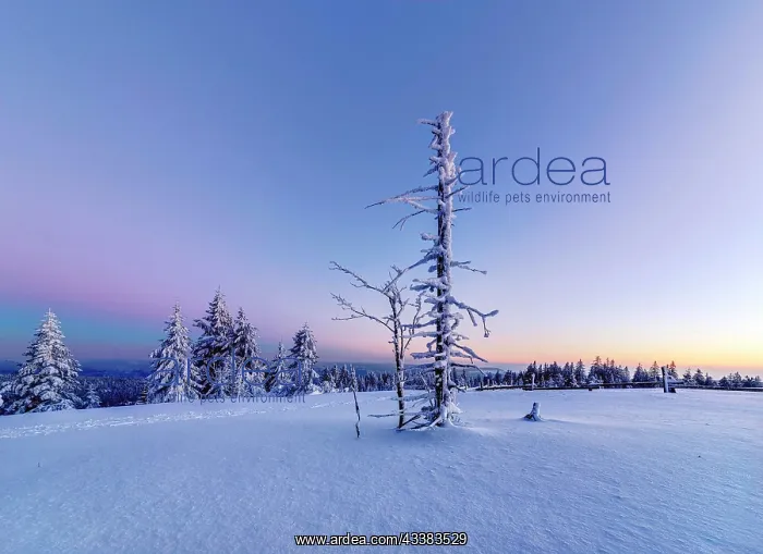 : Winter landscape in the Black Forest, sunset, Black : Winter landscape in the Black Forest, sunset, Black