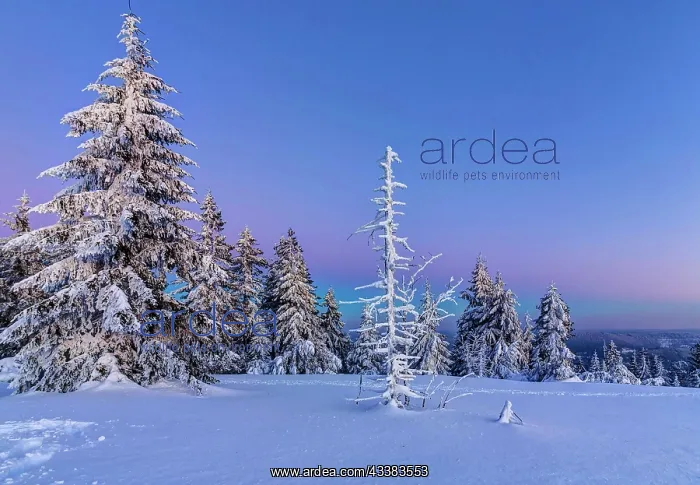 : Winter landscape in the Black Forest, sunset, Black : Winter landscape in the Black Forest, sunset, Black