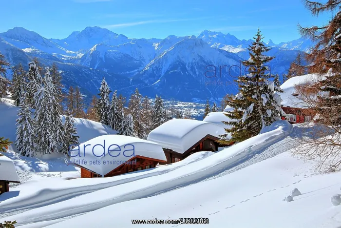: Winter landscape with deep snow-covered chalets : Winter landscape with deep snow-covered chalets