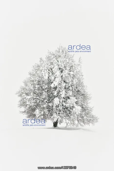 : Winter landscape, Deep snow-covered lime tree (Tilia) : Winter landscape, Deep snow-covered lime tree (Tilia)