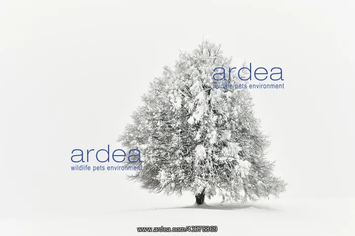 : Winter landscape, Deep snow-covered lime tree (Tilia) : Winter landscape, Deep snow-covered lime tree (Tilia)