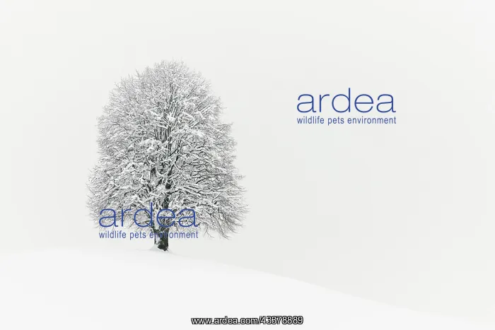 : Winter landscape, Deep snow-covered lime tree (Tilia) : Winter landscape, Deep snow-covered lime tree (Tilia)