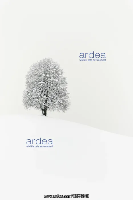 : Winter landscape, Deep snow-covered lime tree (Tilia) : Winter landscape, Deep snow-covered lime tree (Tilia)