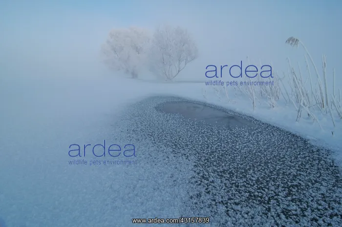 : Winter landscape of a floodplain covered with ice and snow a : Winter landscape of a floodplain covered with ice and snow a