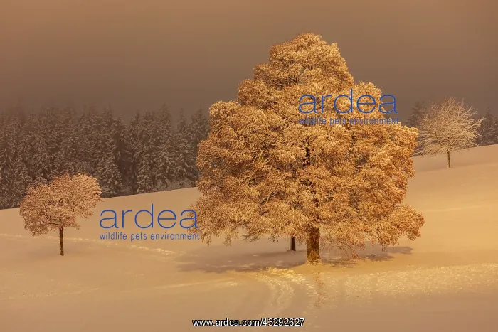 : winter landscape - footpath leading though snowy plain with : winter landscape - footpath leading though snowy plain with