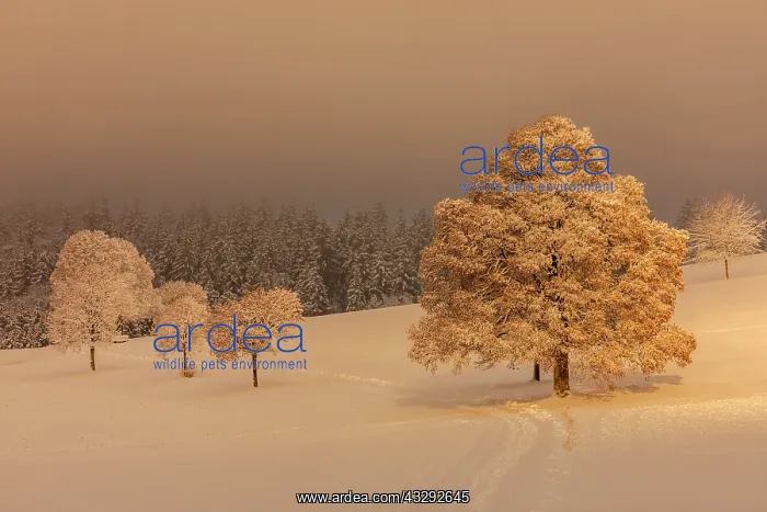 : winter landscape - footpath leading though snowy plain with : winter landscape - footpath leading though snowy plain with