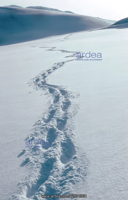 : Winter landscape with footprints in snow : Winter landscape with footprints in snow