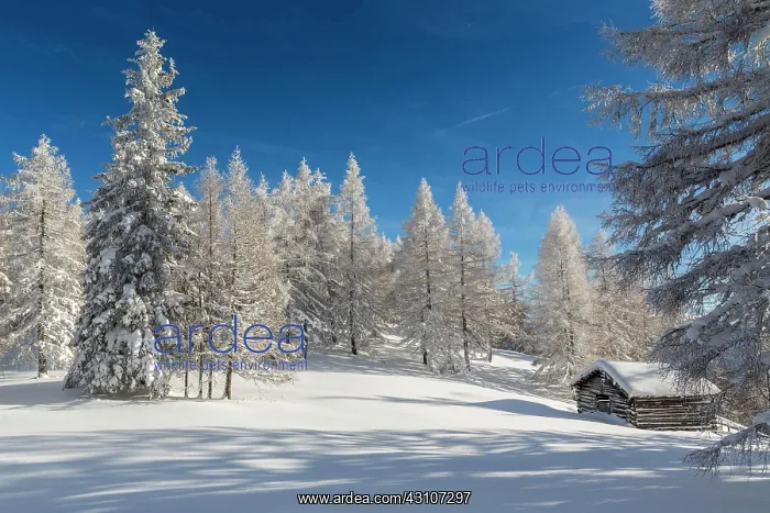 : Winter landscape, forest, hut for hay, owl meadows : Winter landscape, forest, hut for hay, owl meadows