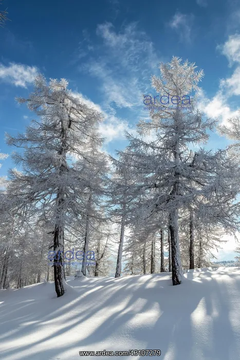 : Winter landscape, forest, back light, owl meadows : Winter landscape, forest, back light, owl meadows