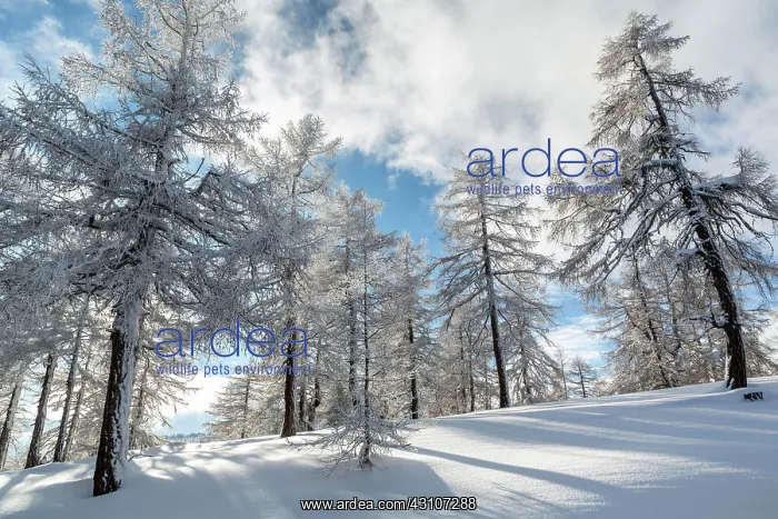 : Winter landscape, forest, back light, owl meadows : Winter landscape, forest, back light, owl meadows