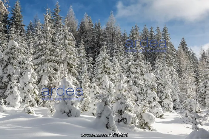 : Winter landscape, forest, owl meadows, Gleinser : Winter landscape, forest, owl meadows, Gleinser
