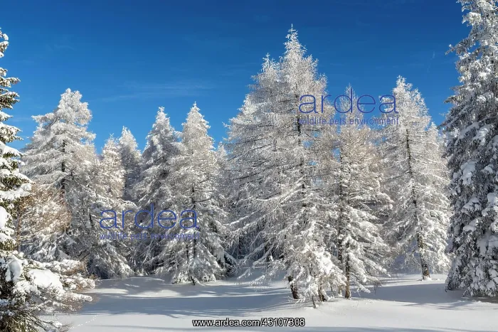 : Winter landscape, forest, owl meadows, Gleinser : Winter landscape, forest, owl meadows, Gleinser