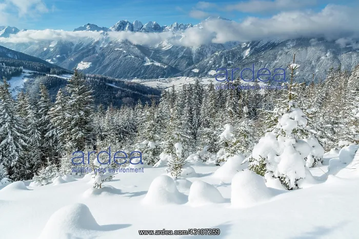 : Winter landscape, forest, behind Stubai Valley and : Winter landscape, forest, behind Stubai Valley and